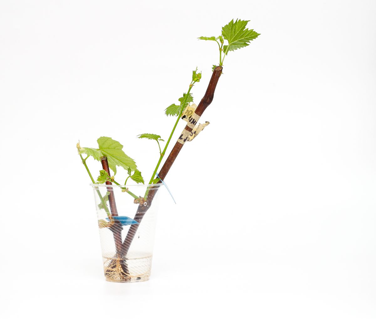 Wild bush cuttings rooting in a cup of water