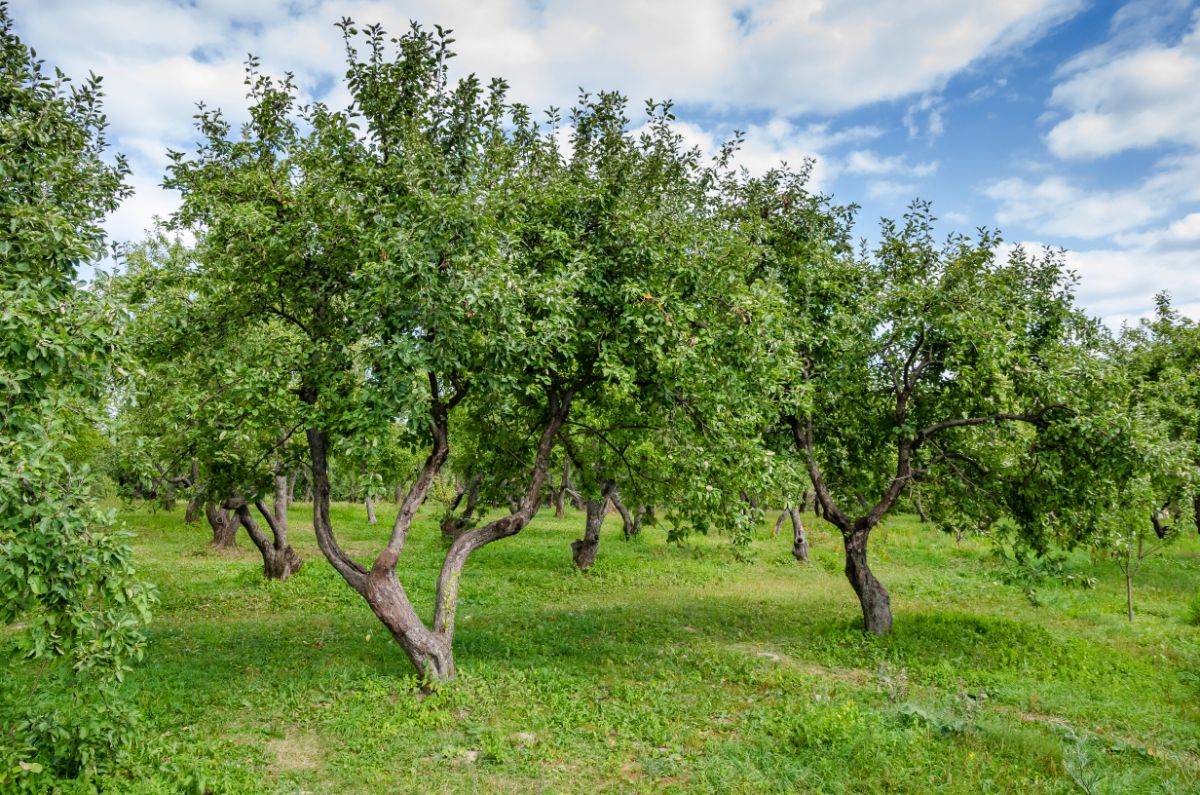 A mature fruit tree orchard with trees planted in rows