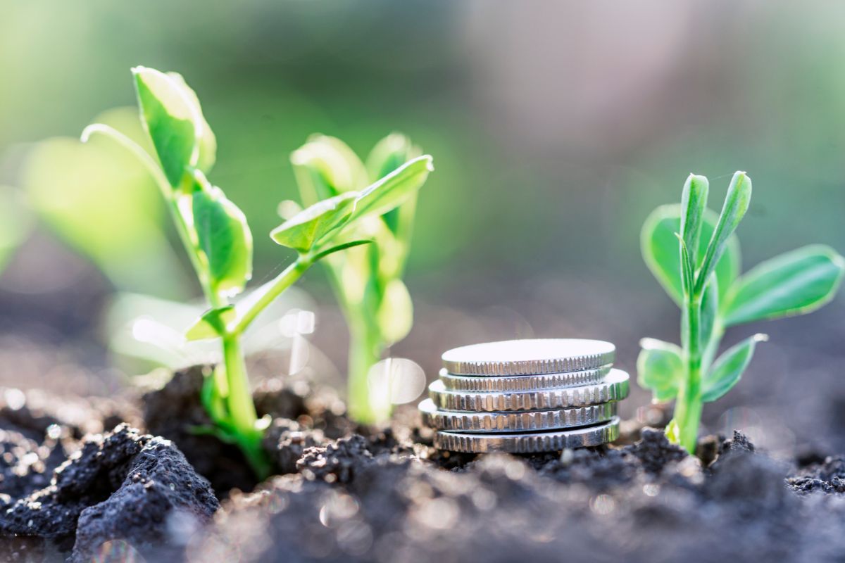 Stack of silver coins nest to a small seedling