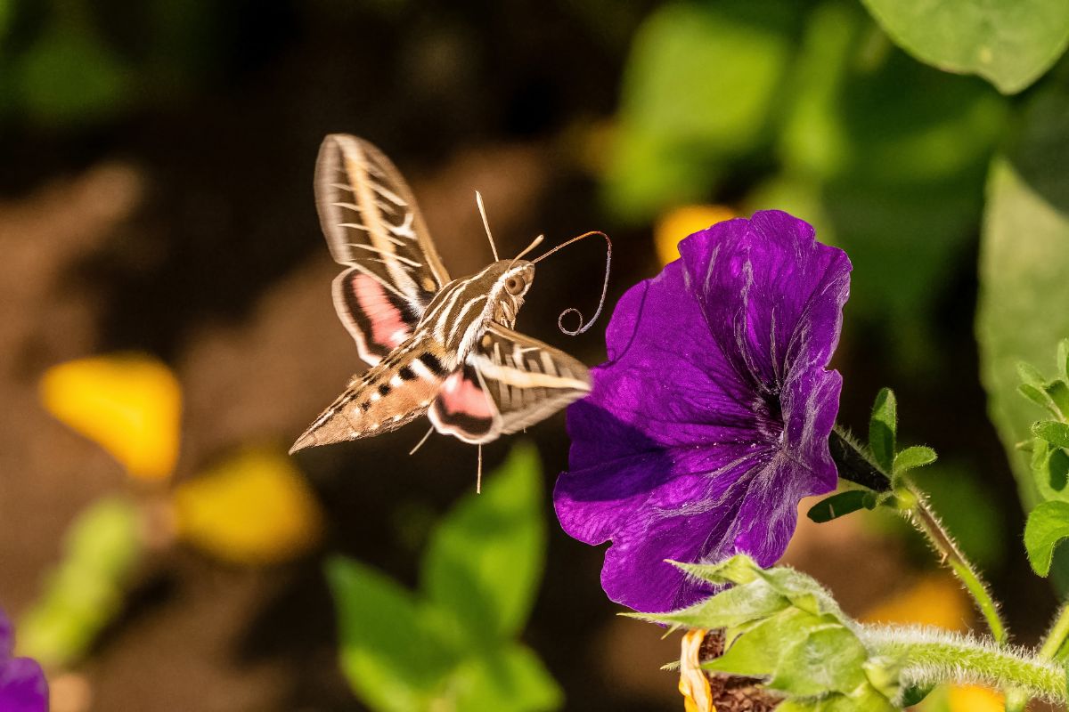 White-lined Sphinx moth collecting nectar from a flower