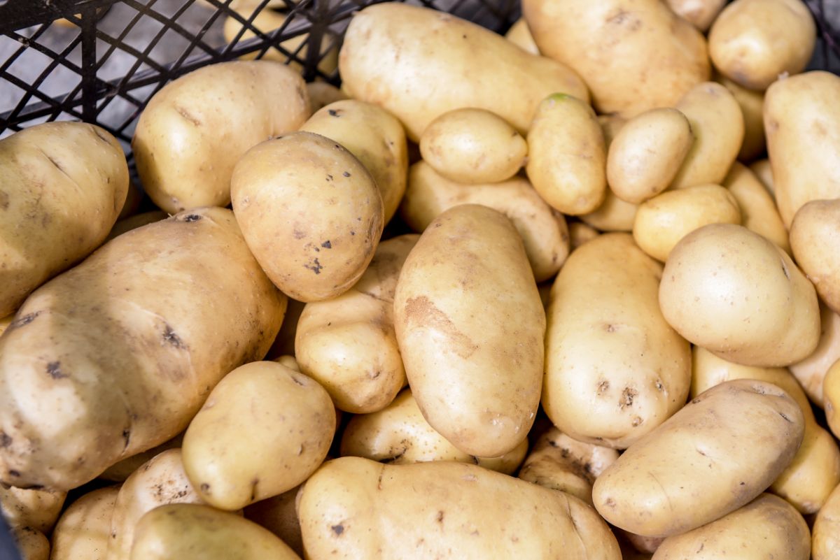 A pile of grocery store potatoes with eyes ready for planting