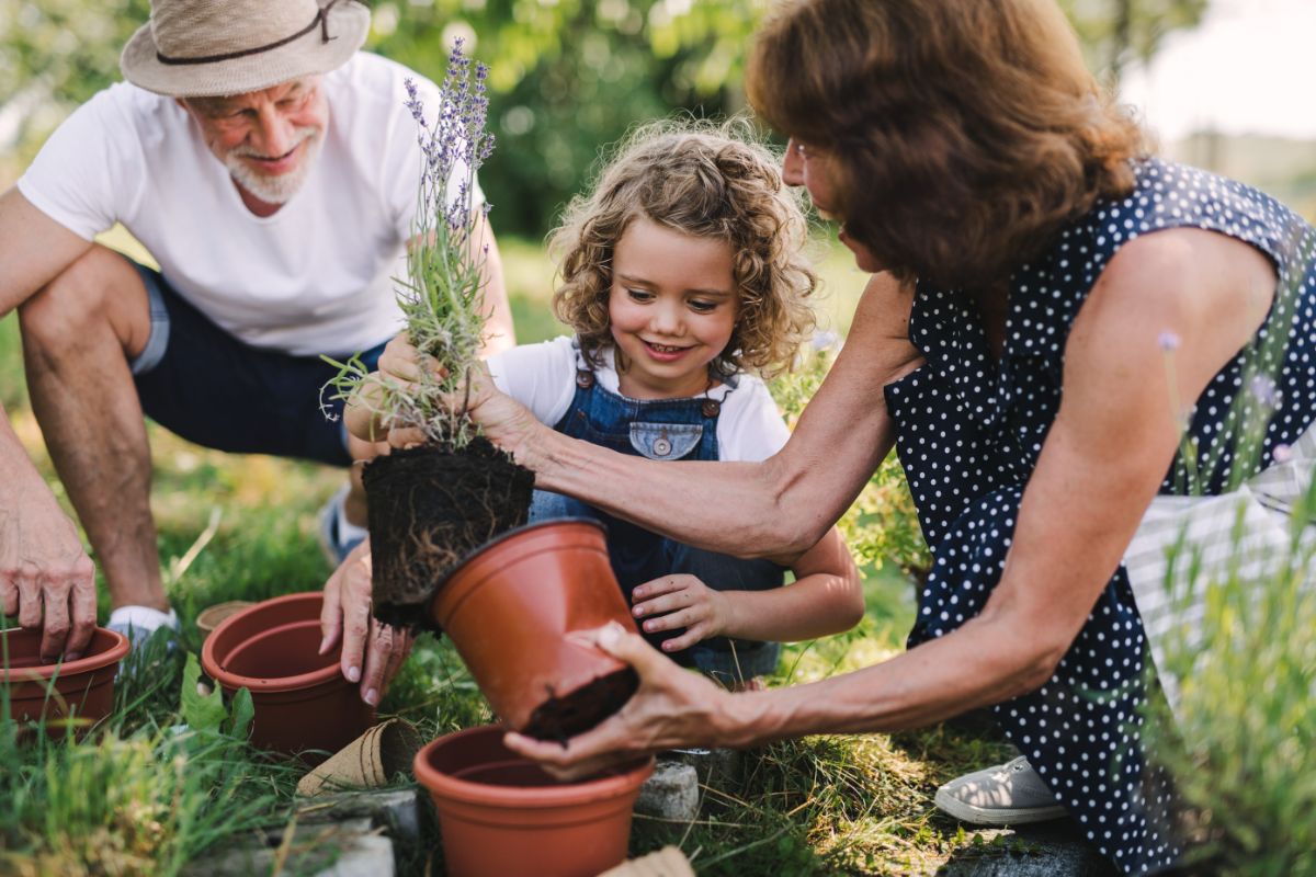 Mother, child, and grandfather transplanting plants together