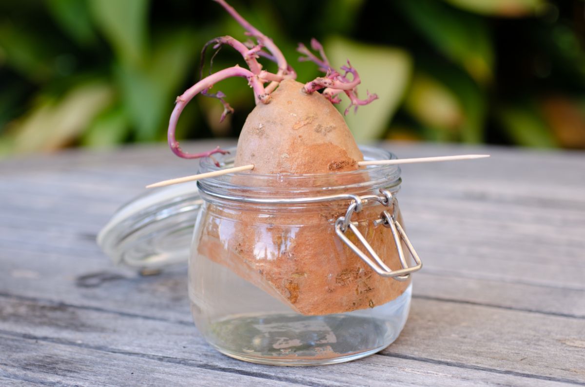 A half a sweet potato suspended in water growing slips for planting