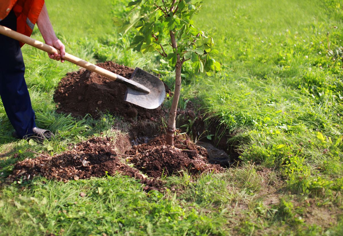 A gardener planting a new fruit tree in a wide, deep hole