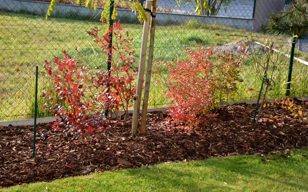 New small bushes planted from plant offshoots