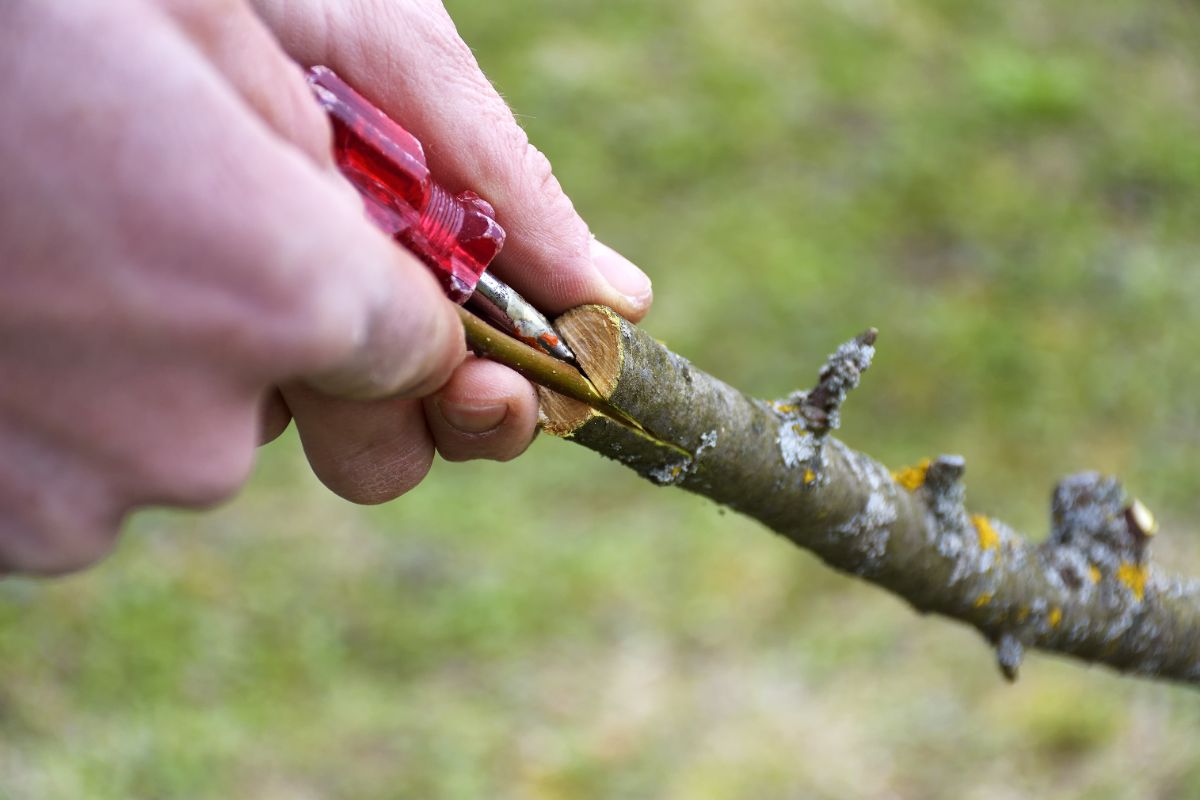 A gardener splitting a tree cutting to graft it