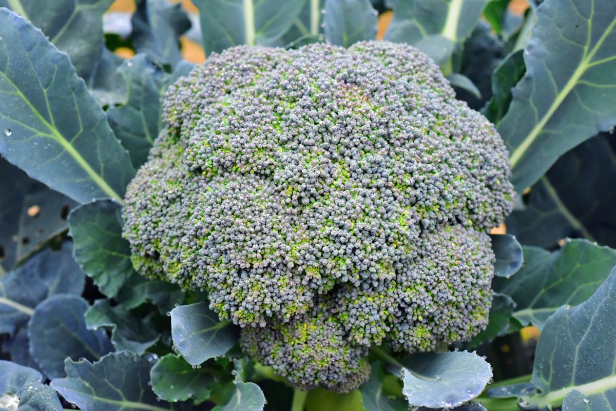 Head of broccoli on a hybrid broccoli plant