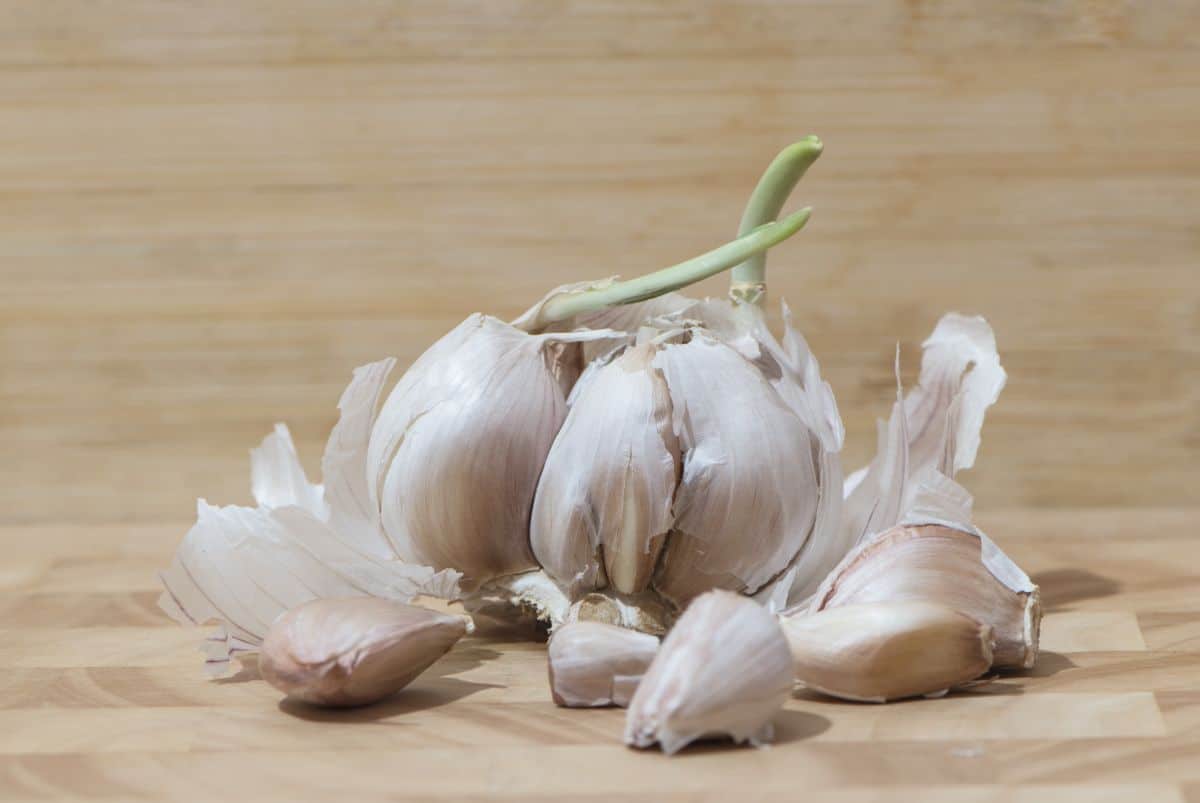 A head of garlic with green shoots and bulbs pulled off for planting