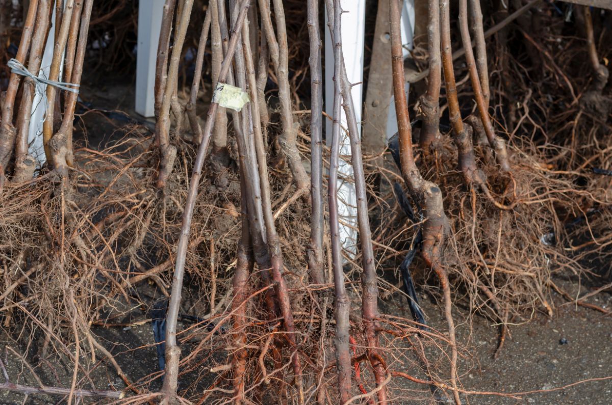 Healthy, hydrated roots on bare root fruit trees