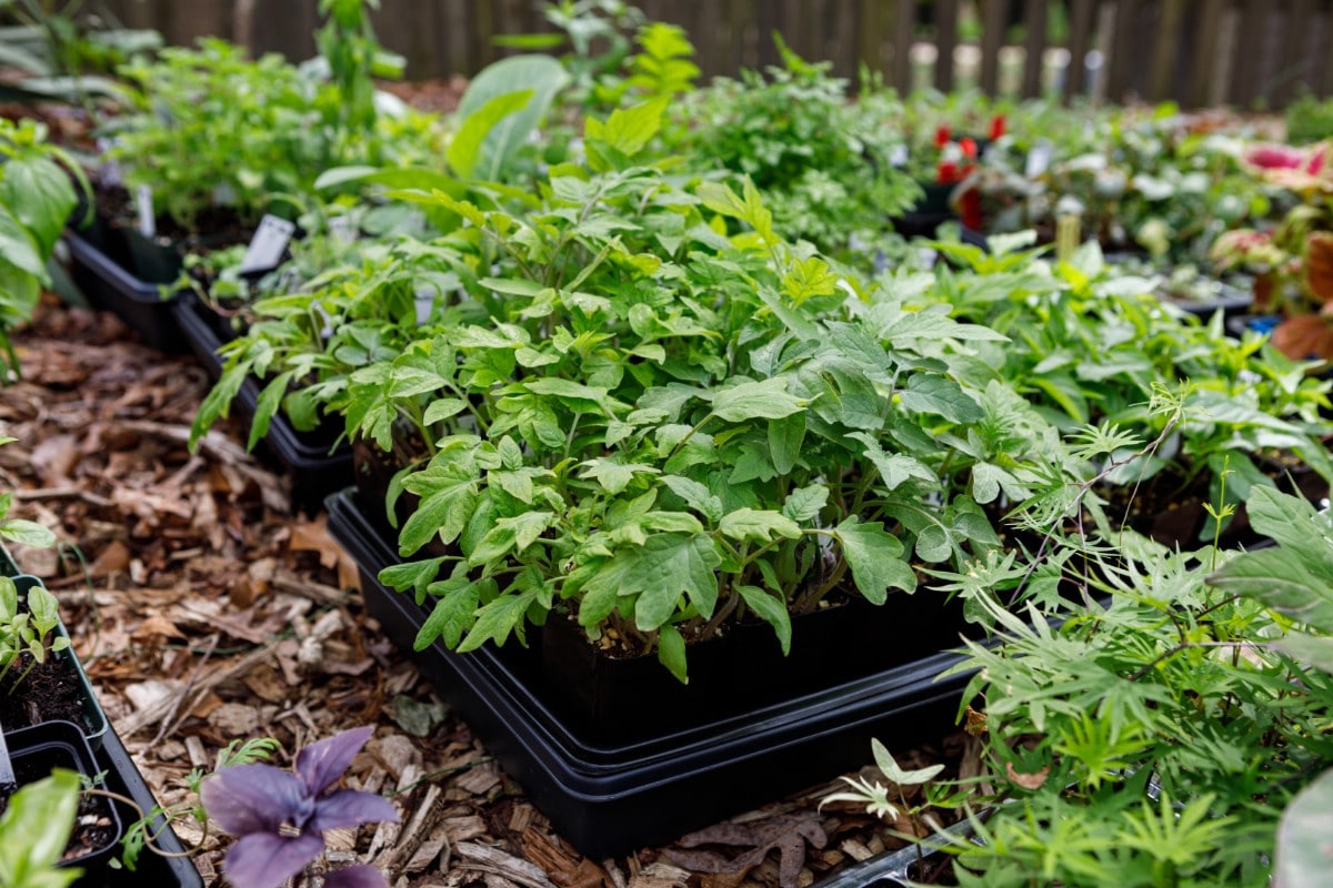 Garden seedlings in a plant tray being hardened off for outdoor growing