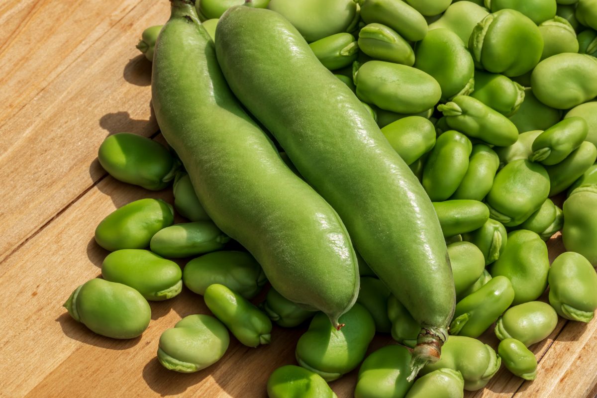 Shelled soybeans with whole bean pods laying across the pile on top