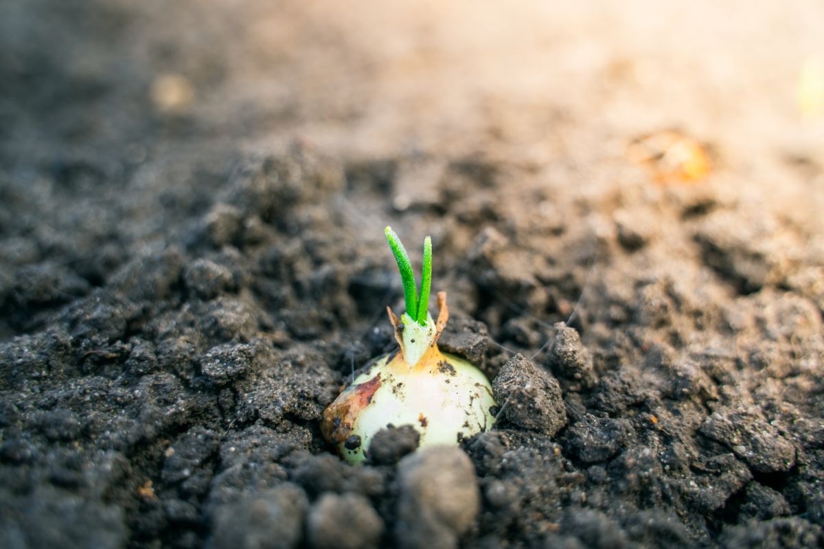 A green shoot sprouting from an onion bulb