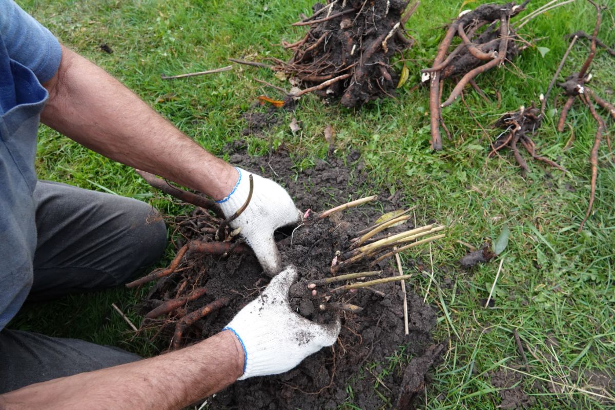 Gardener dividing plant tubers to make new plants