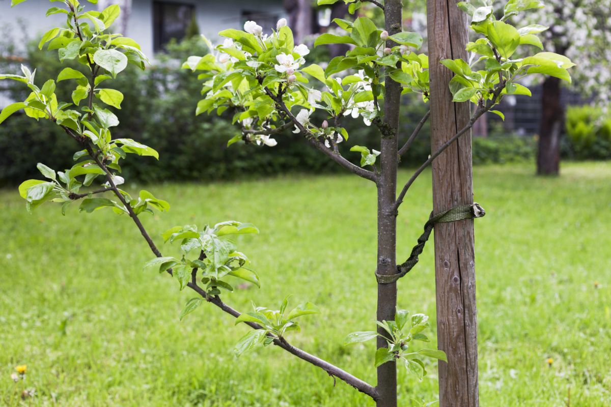 A newly-planted fruit tree staked and tied