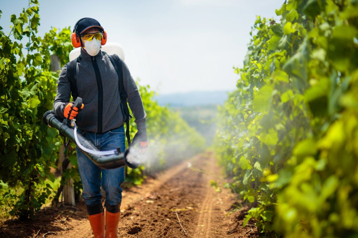An agricultural worker wearing protective mask and clothing spraying pesticide in a vineyard  