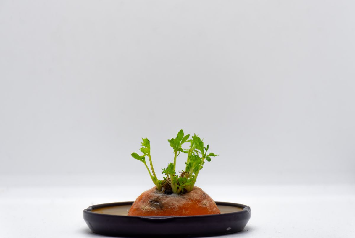 New edible green top sprouts on a carrot top