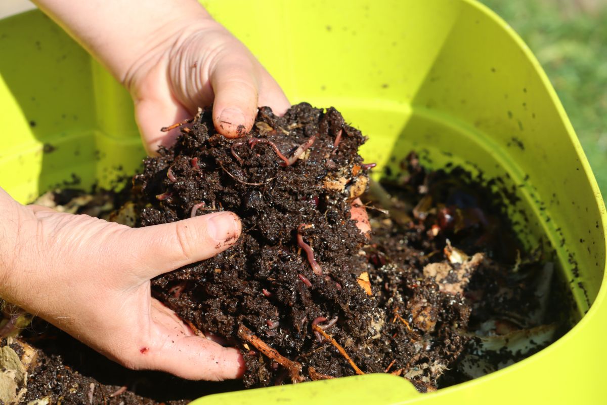 Person picking up a sample of worm bin compost, scraps, and worms