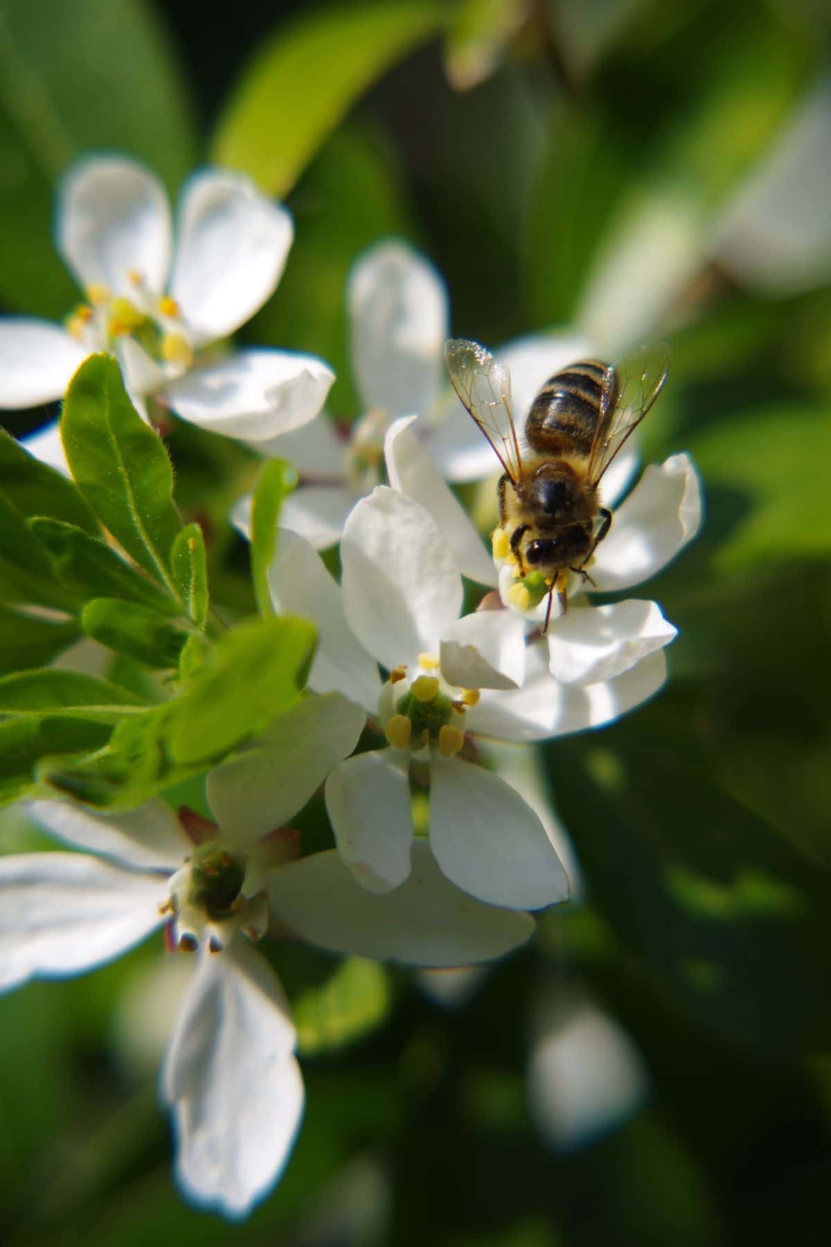 A honey bee collecting pollen on a fruit tree blossom