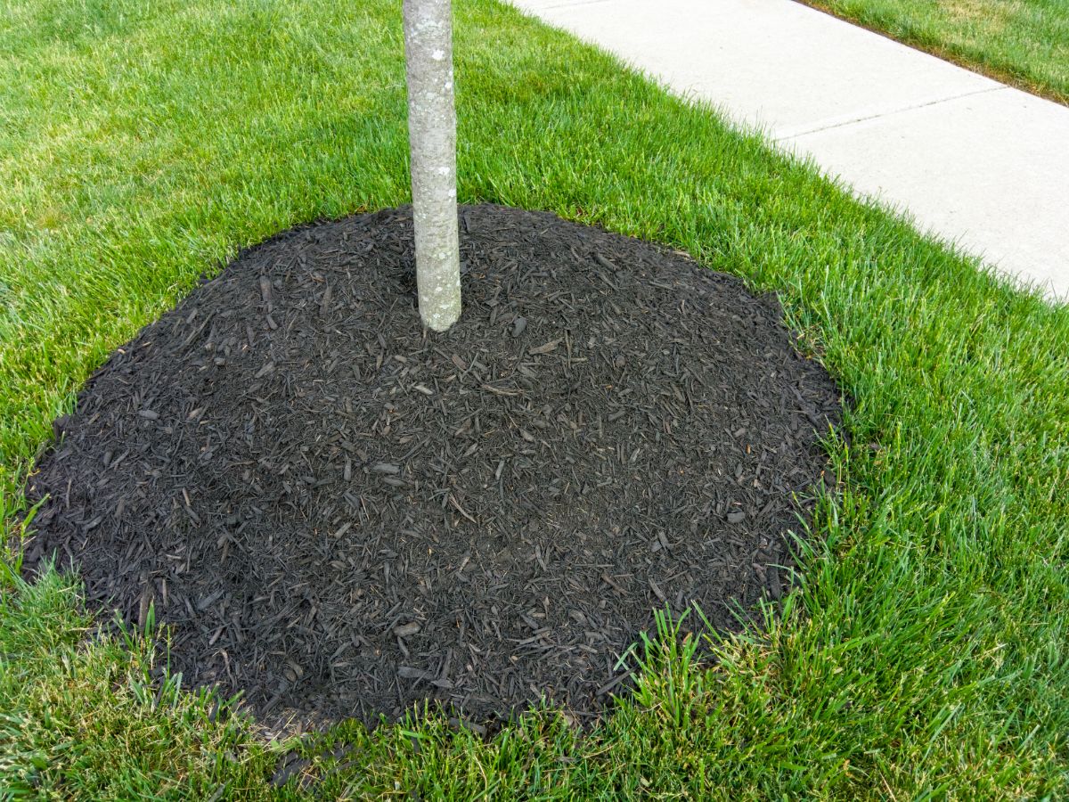 Mulch applied incorrectly around a fruit tree--mulch touching the bark of the trunk