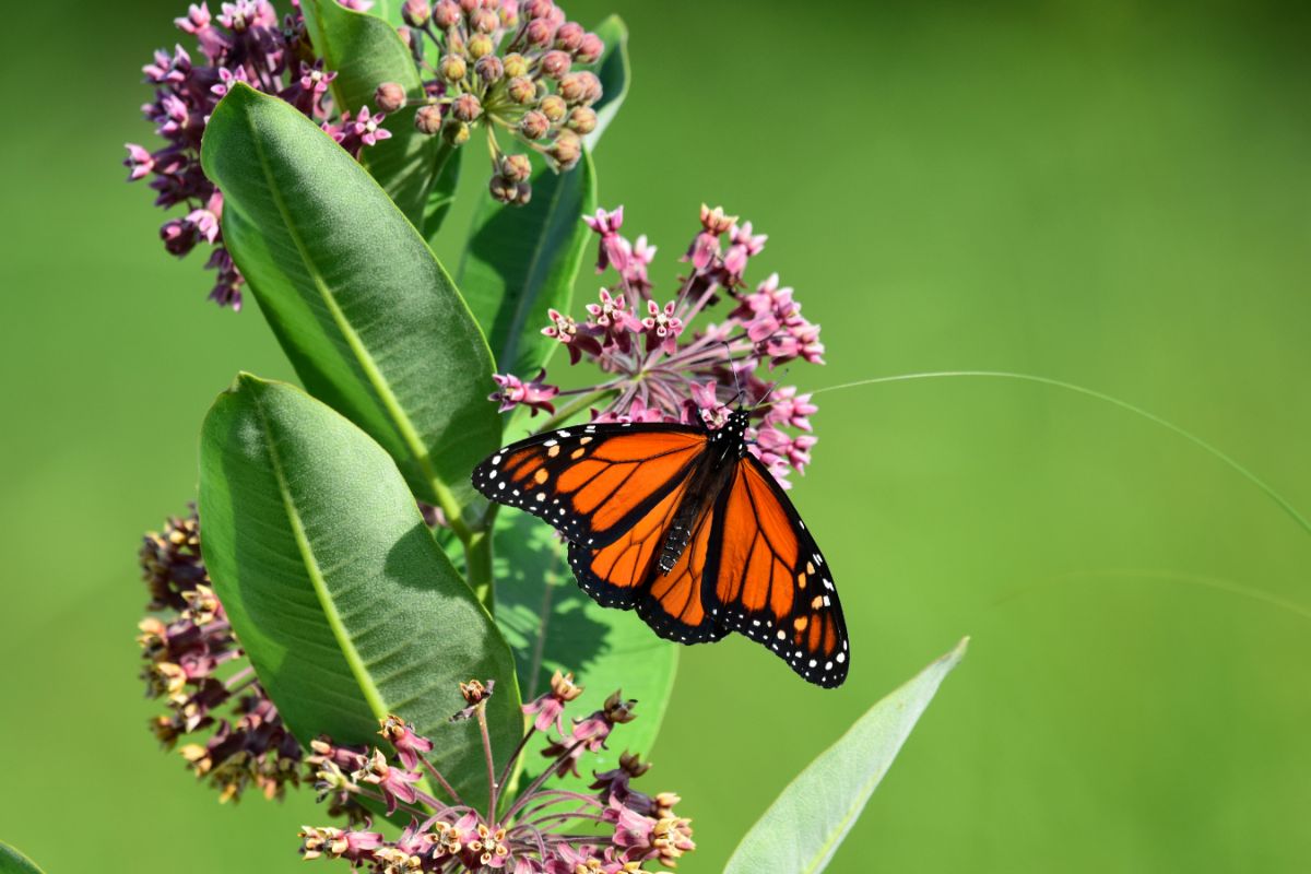A monarch butterfly feeding on flowers on a milkweed
