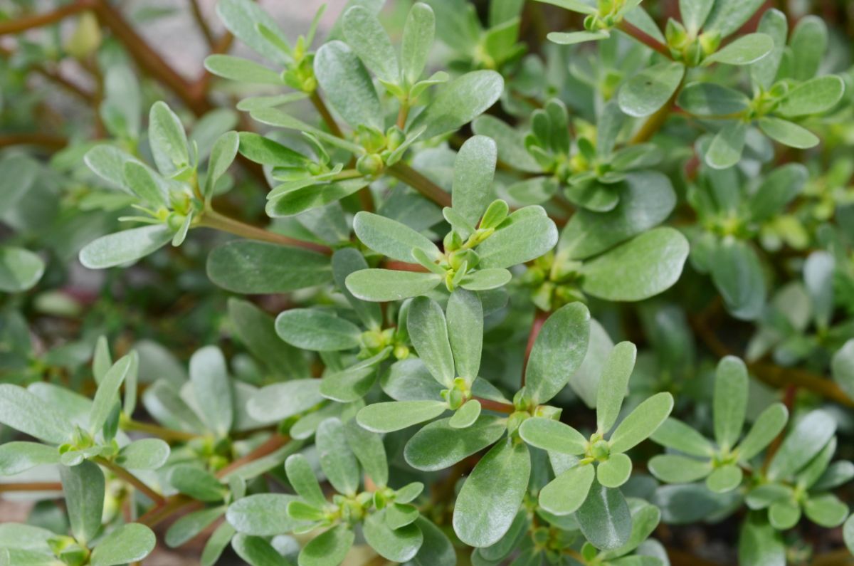 Wild purslane, usually considered a weed, but it is edible and tasty