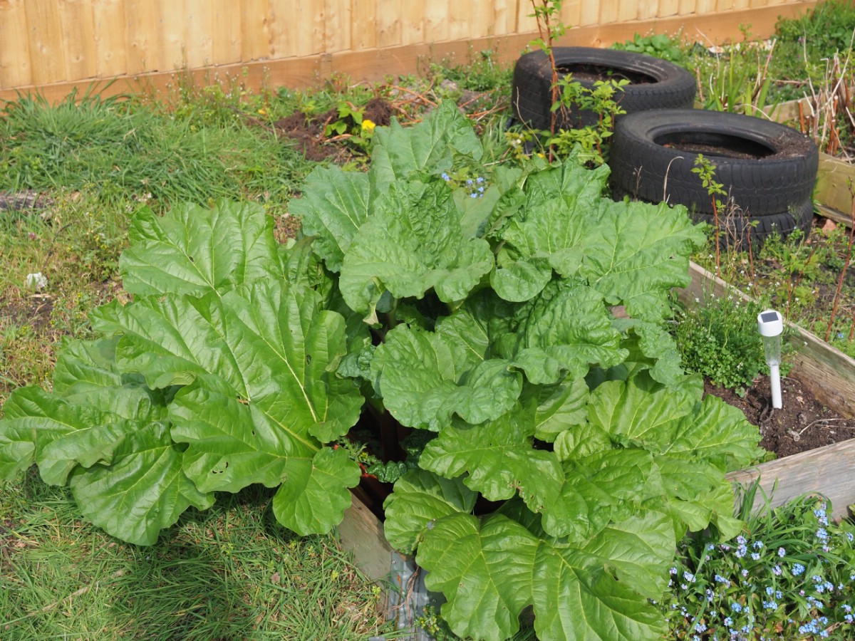 Rhubarb growing in a garden bed