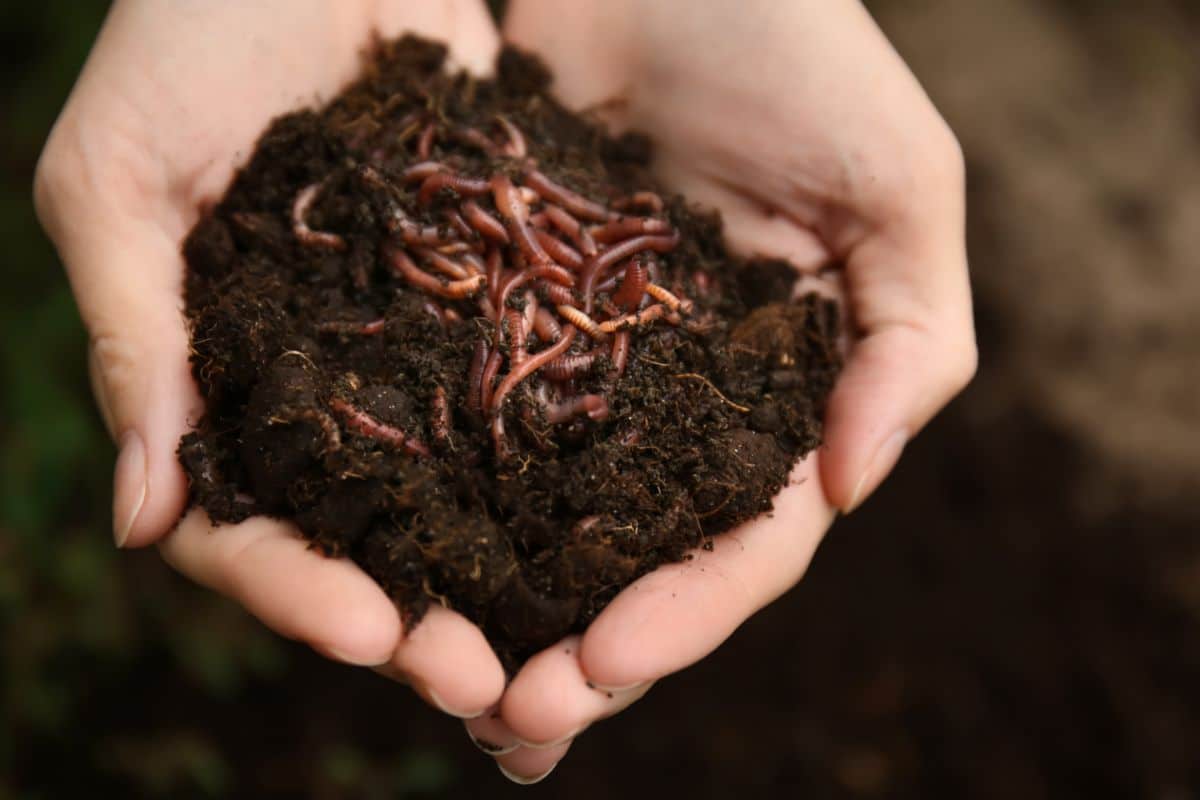 Hands holding a handful of worm compost with healthy red wriggler worms