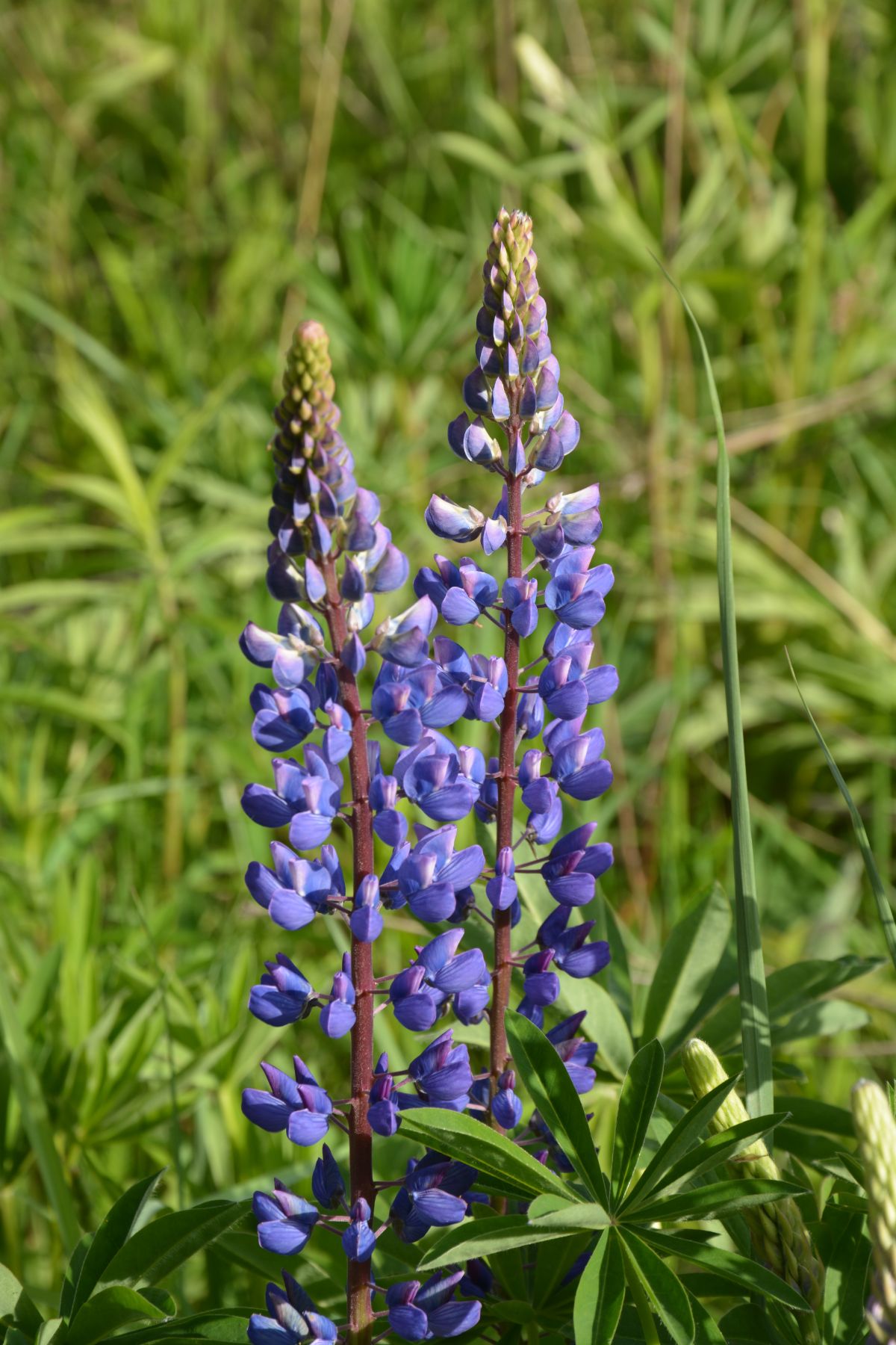 Closeup of two tall spikes of blue wild lupine