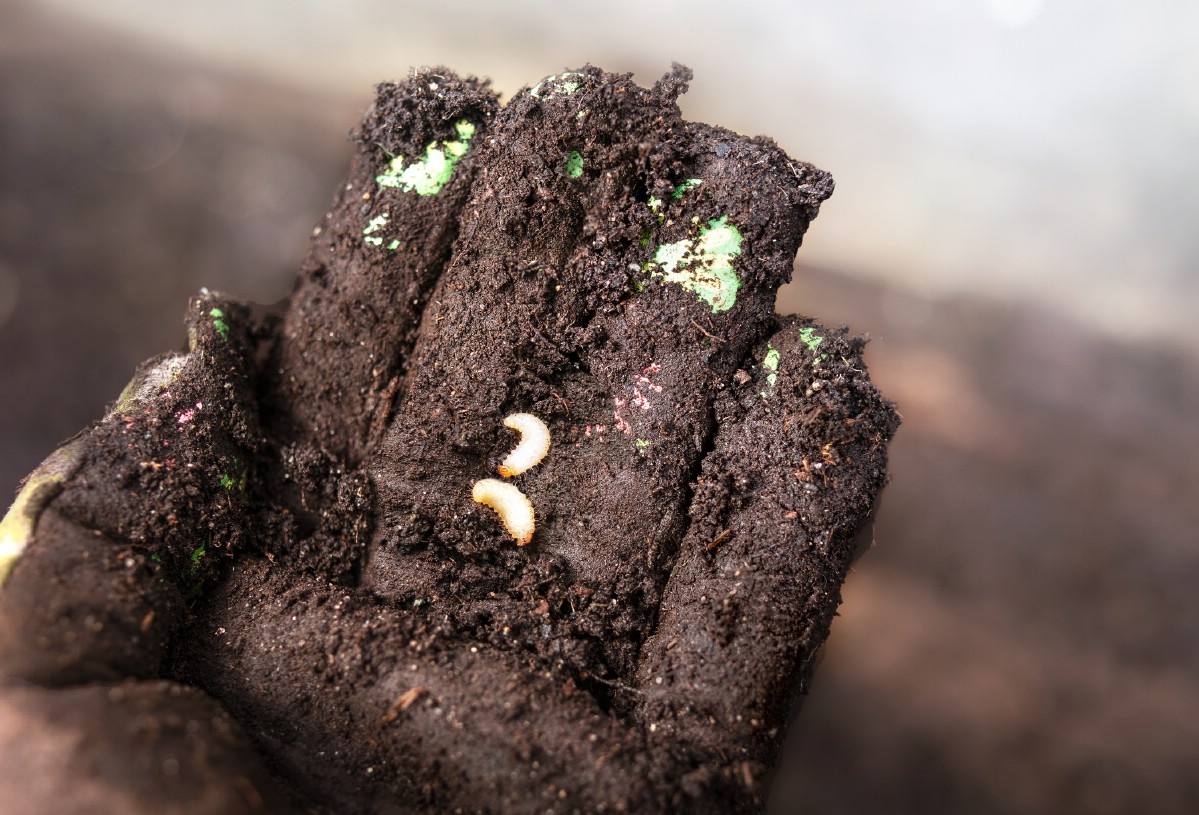 Grubs in the hand of a gardener wearing gloves