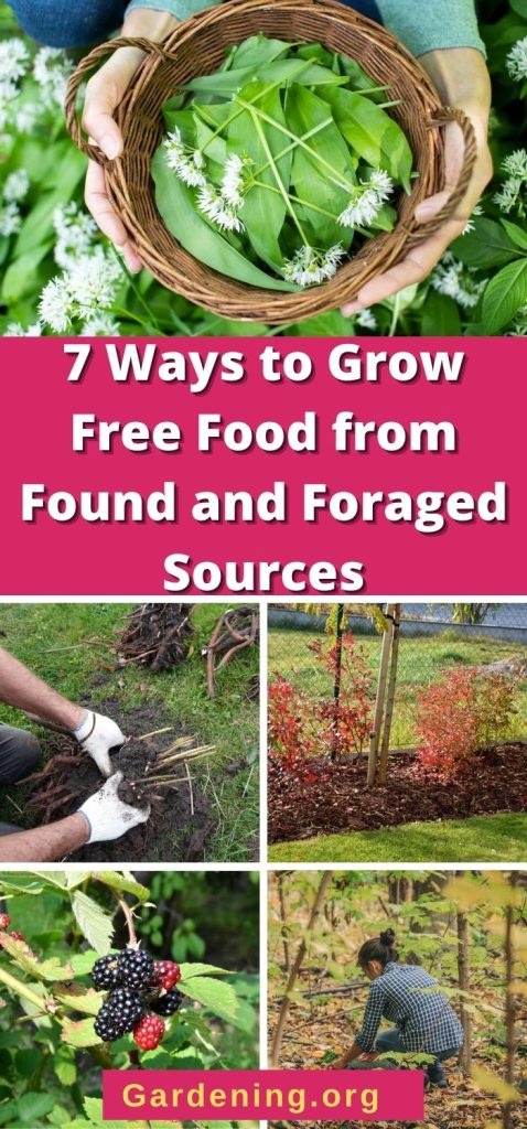 7 Ways to Grow Free Food from Found and Foraged Sources pinterest image.