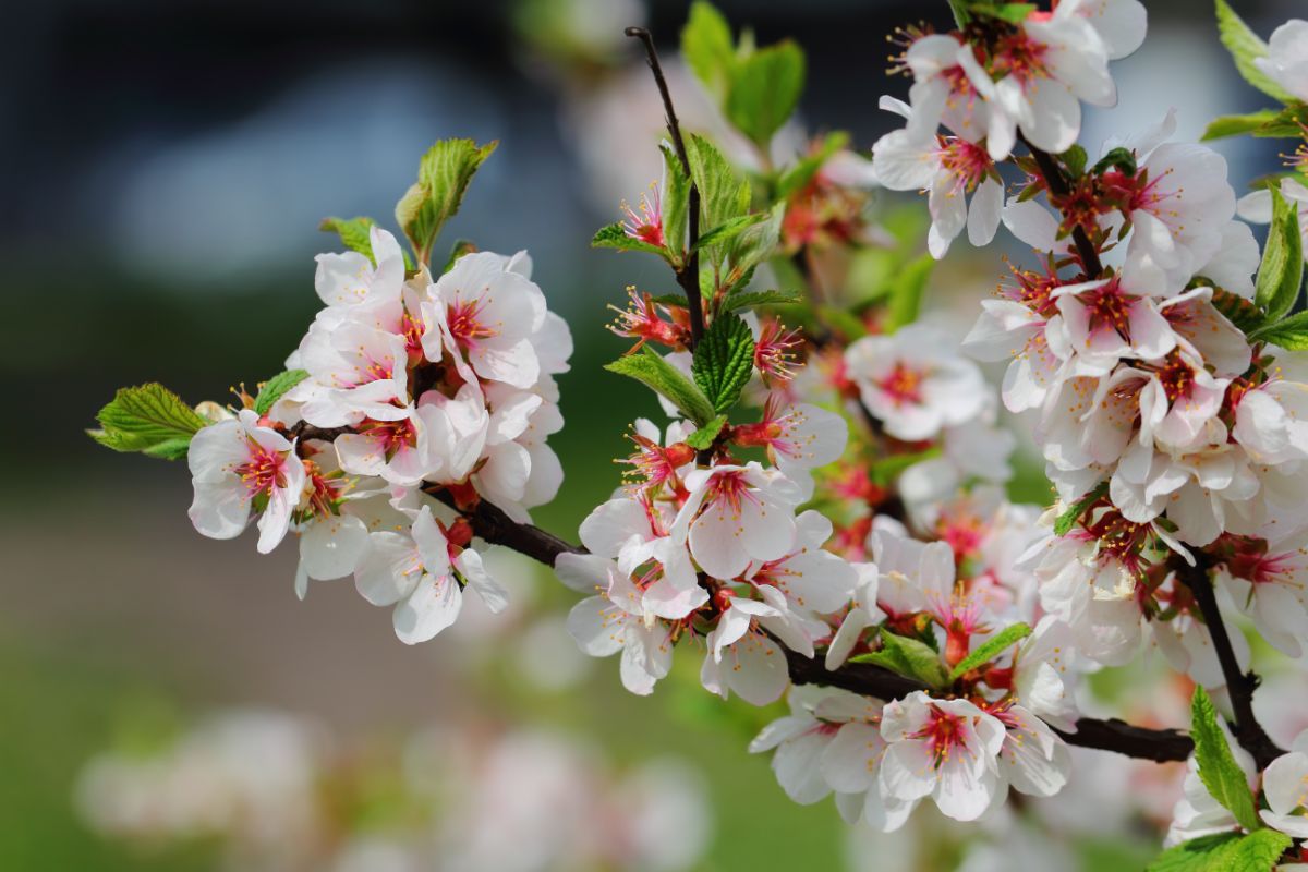 Open fruit tree blossoms, white with pink centers