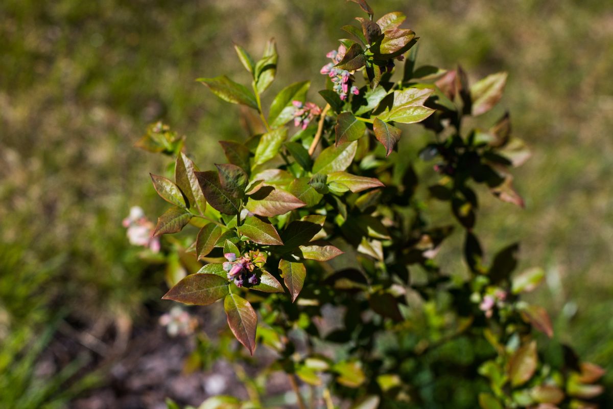 Budding blueberry bush planted form wild shoots