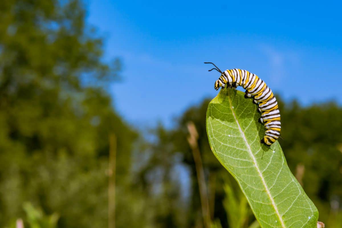 A monarch butterfly caterpillar feeding on a milkweed leaf