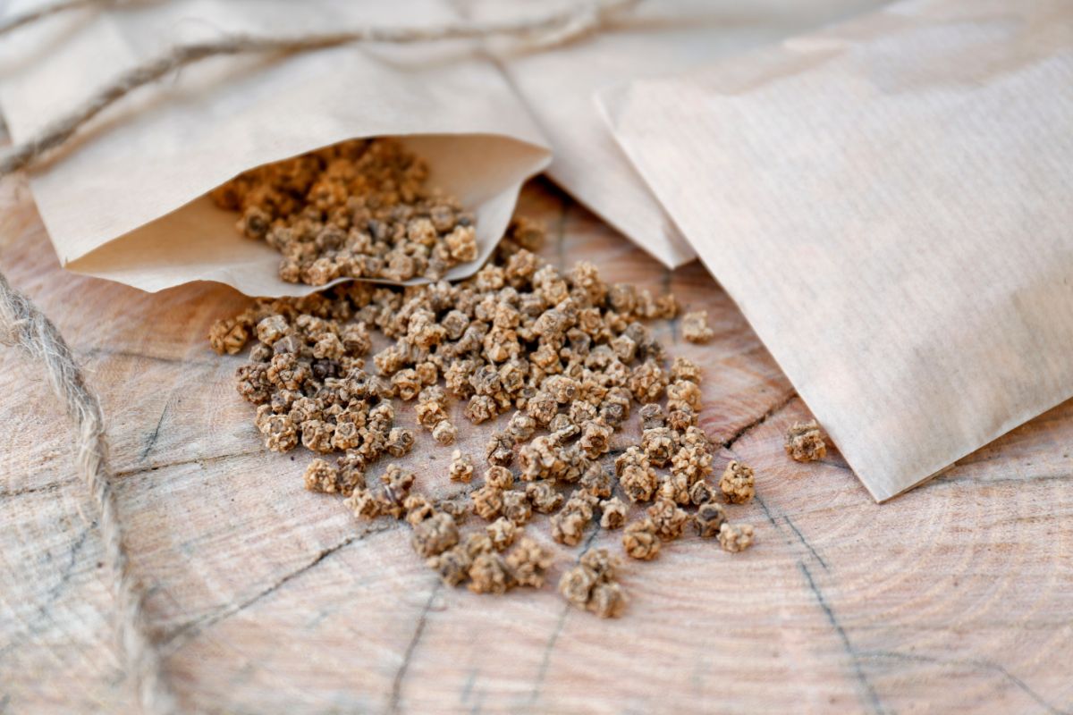 Saved beet seeds spilled out on a cut piece of wood