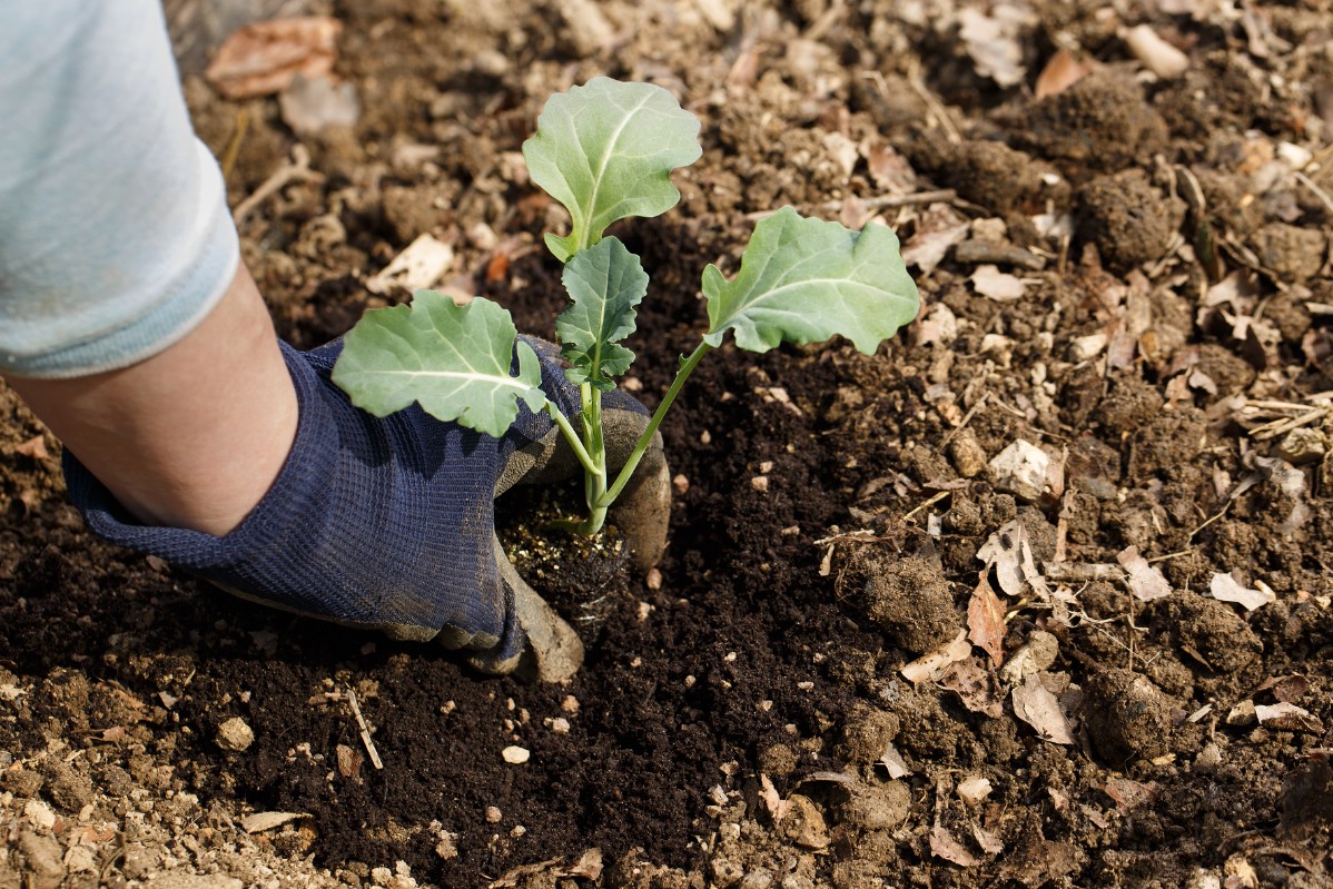 Gardener transplanting a broccoli plant in the ground