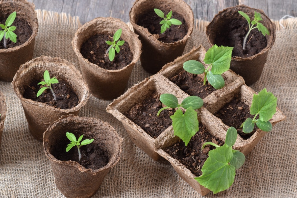 Garden seedlings planted in pots, cucumbers and tomatoes