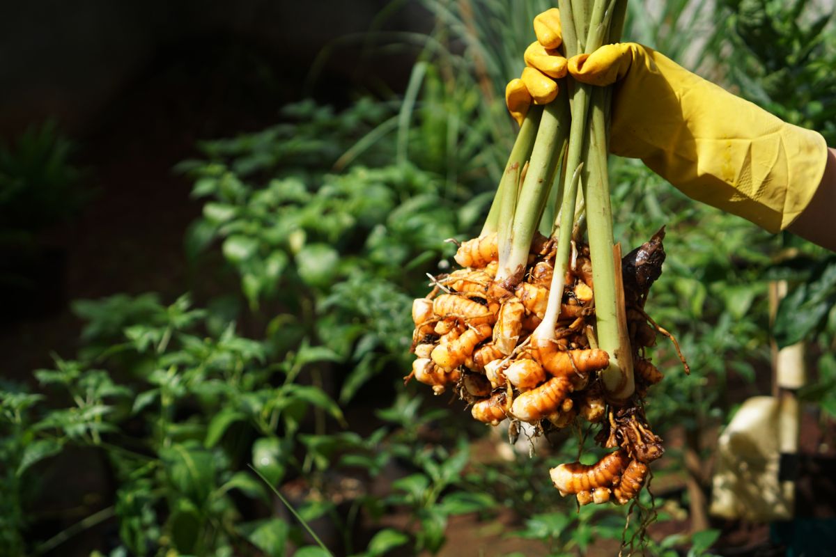 A handful of turmeric root still attached to the stems