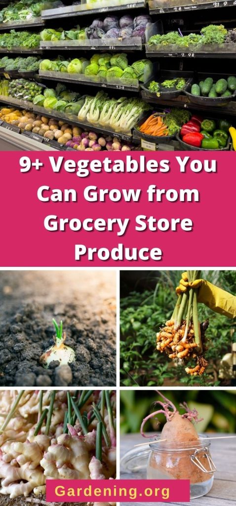 9+ Vegetables You Can Grow from Grocery Store Produce pinterest image.
