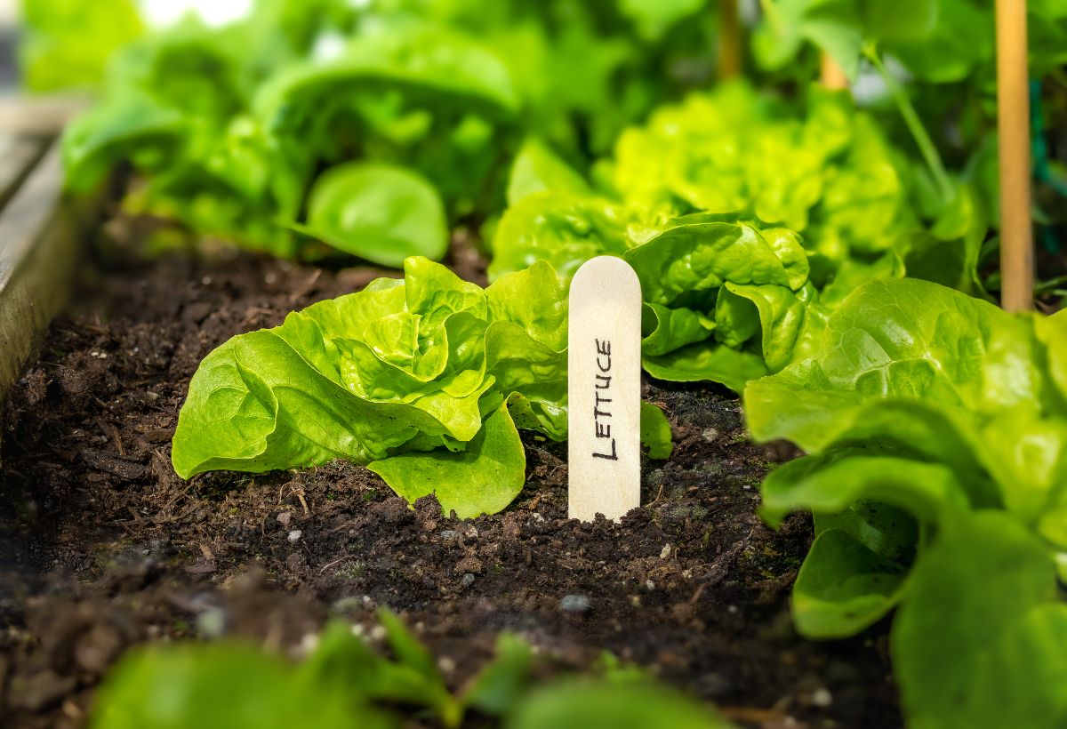 Lettuce seedlings grown in the ground with a label marker