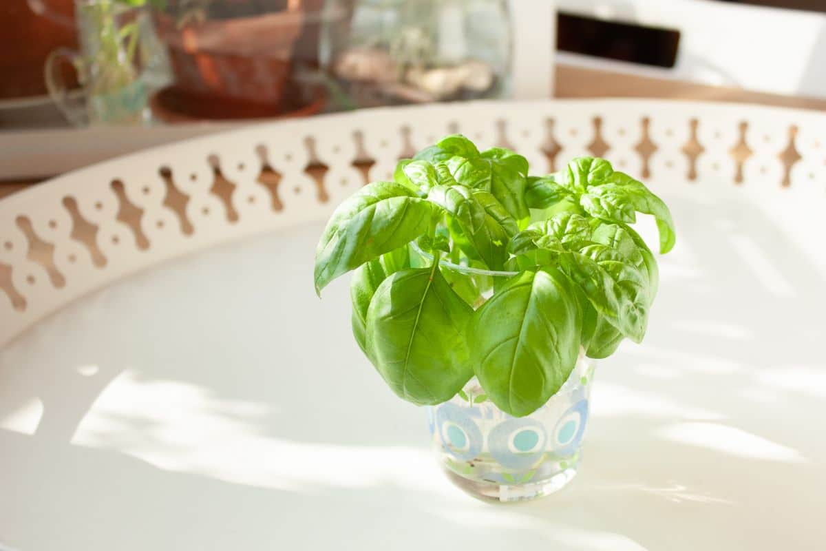 Basil stems in a jar of water for rooting