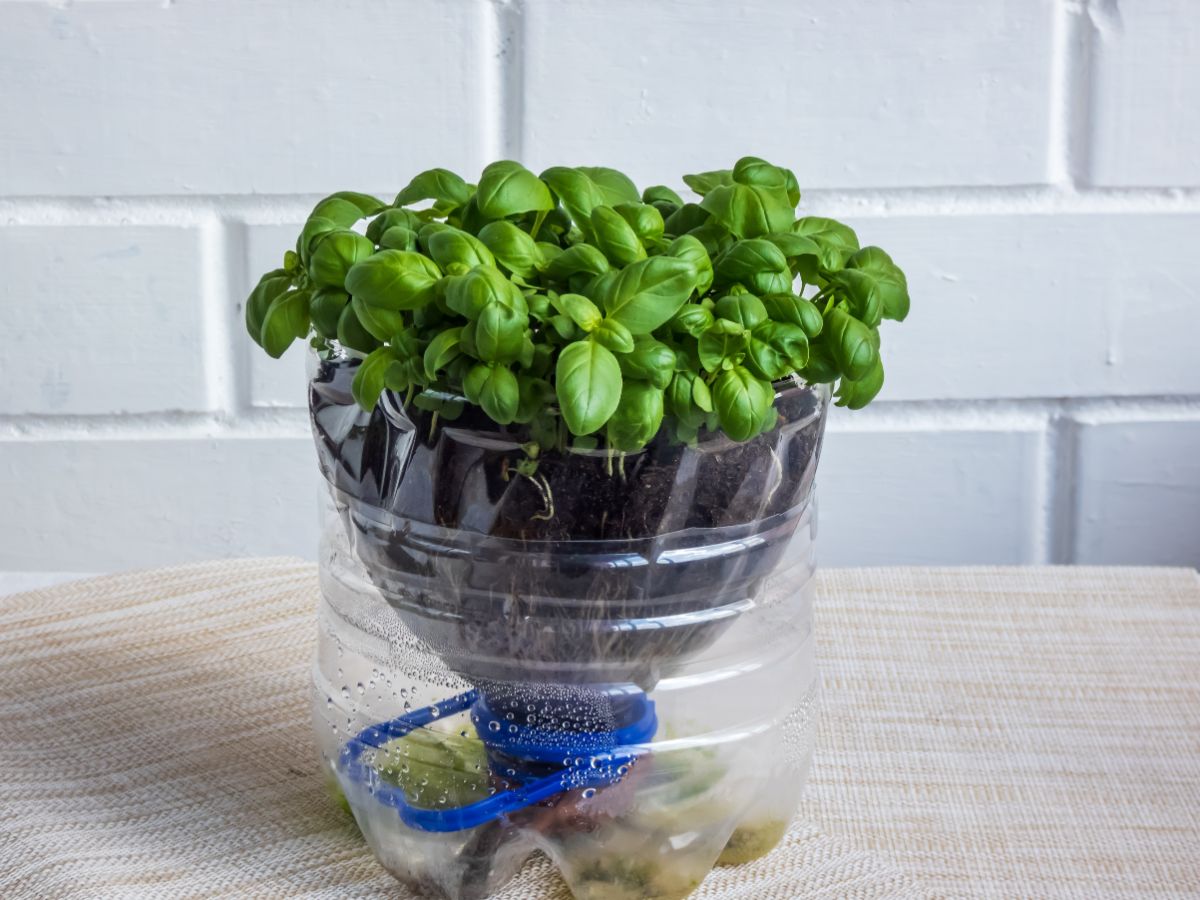 Basil stems rooting in a soil medium