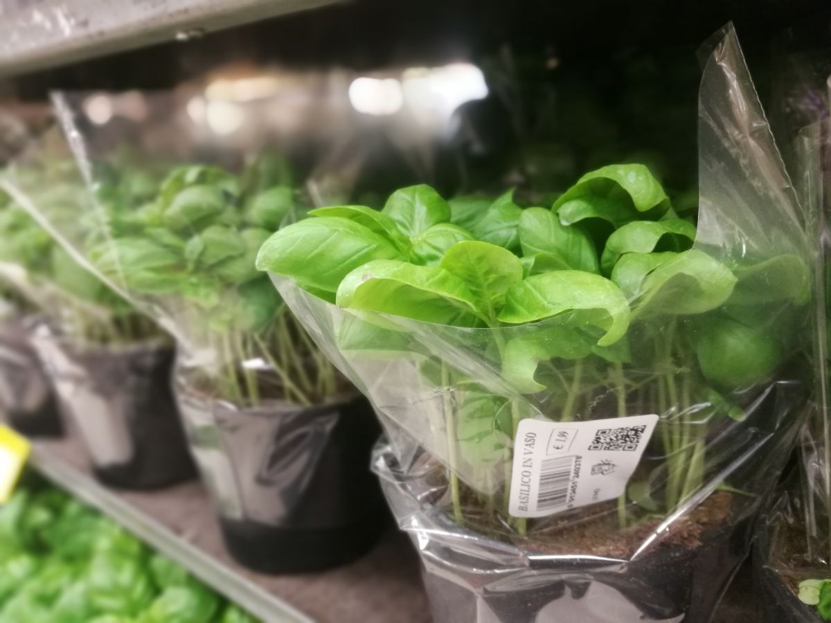 Potted basil plants in a grocery store