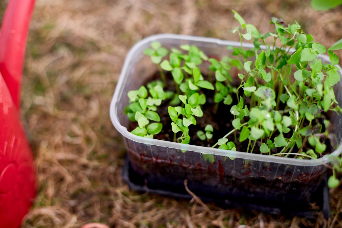 Tiny sprouts of basil started in a germination pot