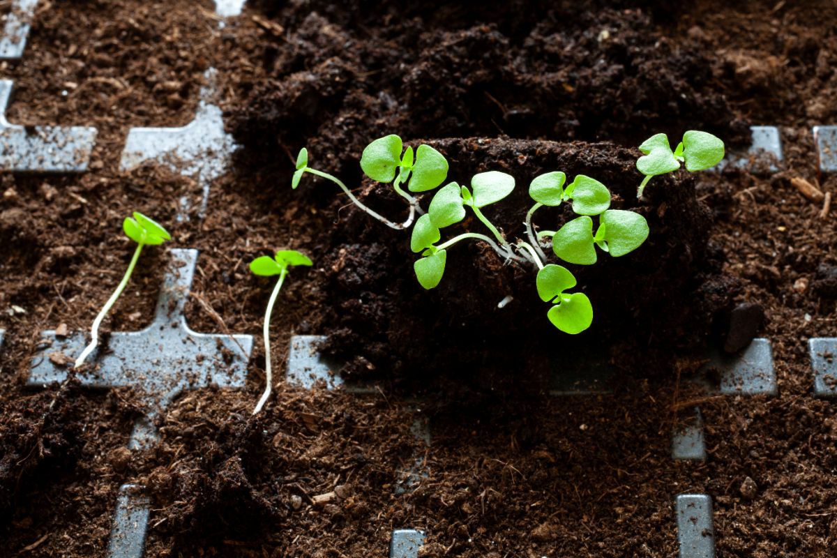 Tiny basil plant sprouts