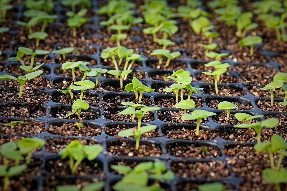 Basil seedlings in a cell pack tray 