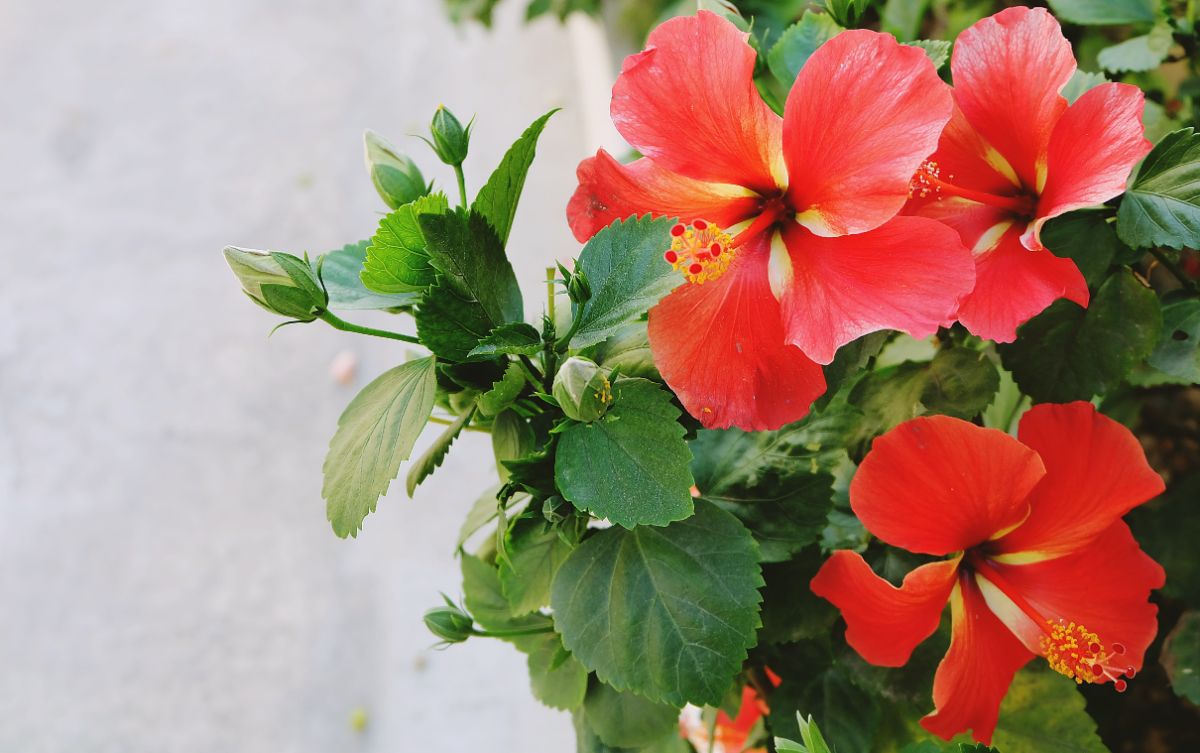 Red and yellow hibiscus blooms set against green foliage