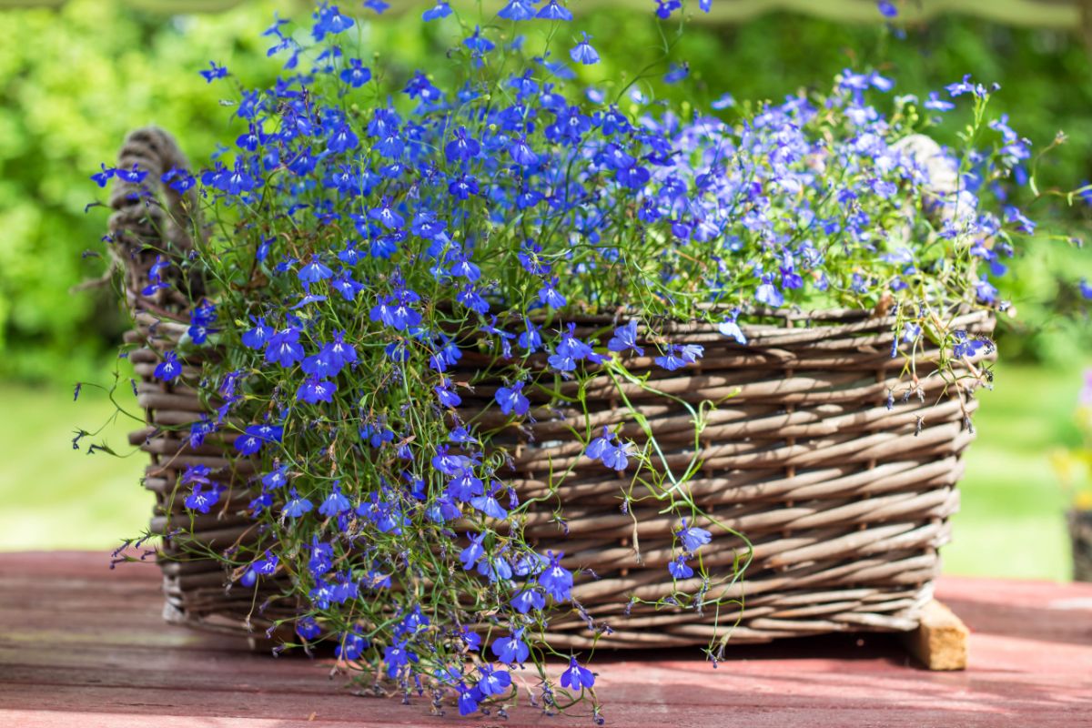 trailing purple lobelias planted in a basket pot