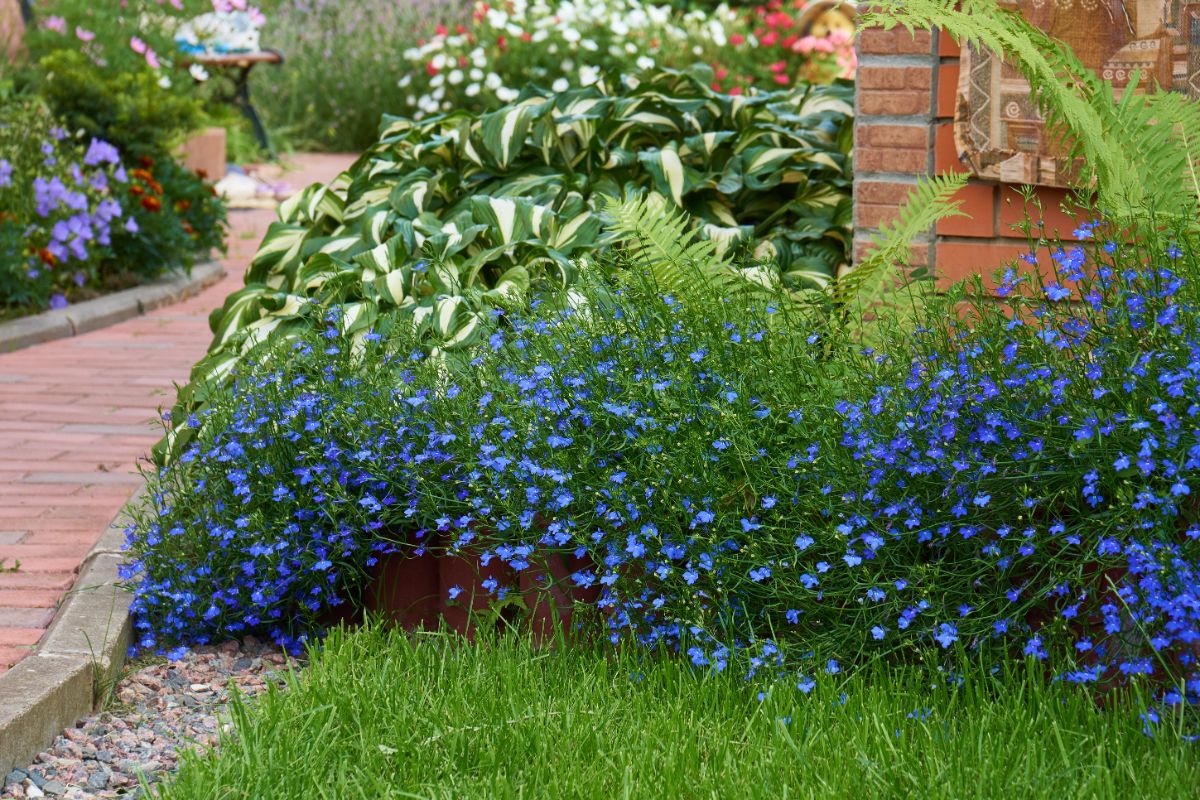 Lobelias planted with hosta as a border plant.