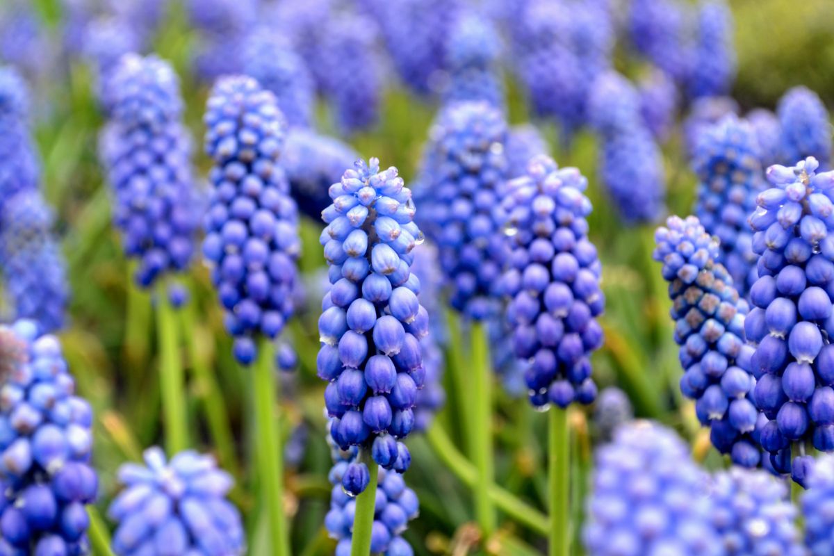 Closeup of grape hyacinths 