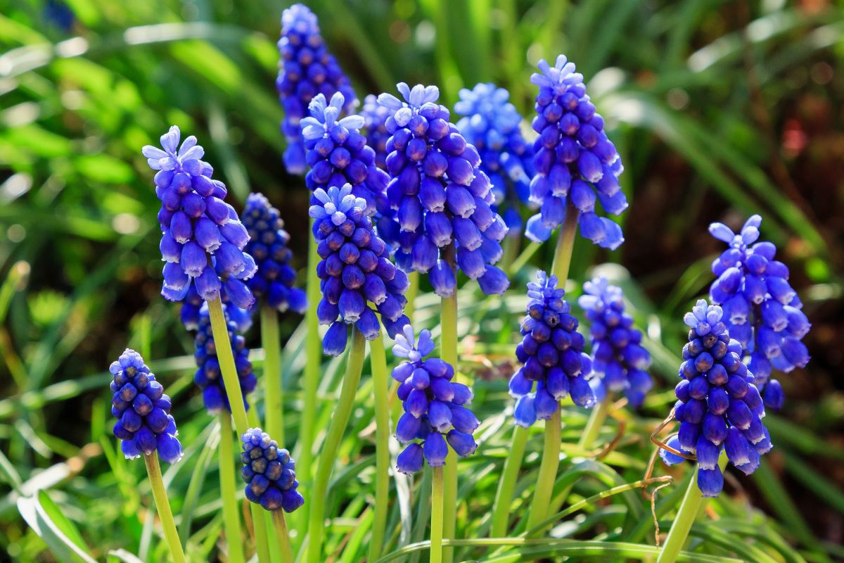 Green stems topped with spikes of dark purple grape hyacinths